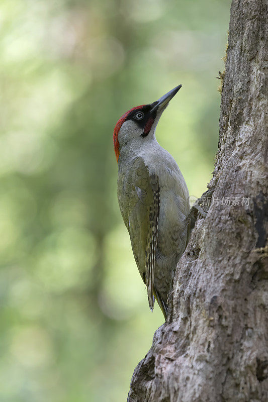 雄性欧洲绿啄木鸟(Picus viridis)